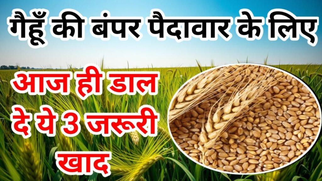 Fertliser For Wheat Crop