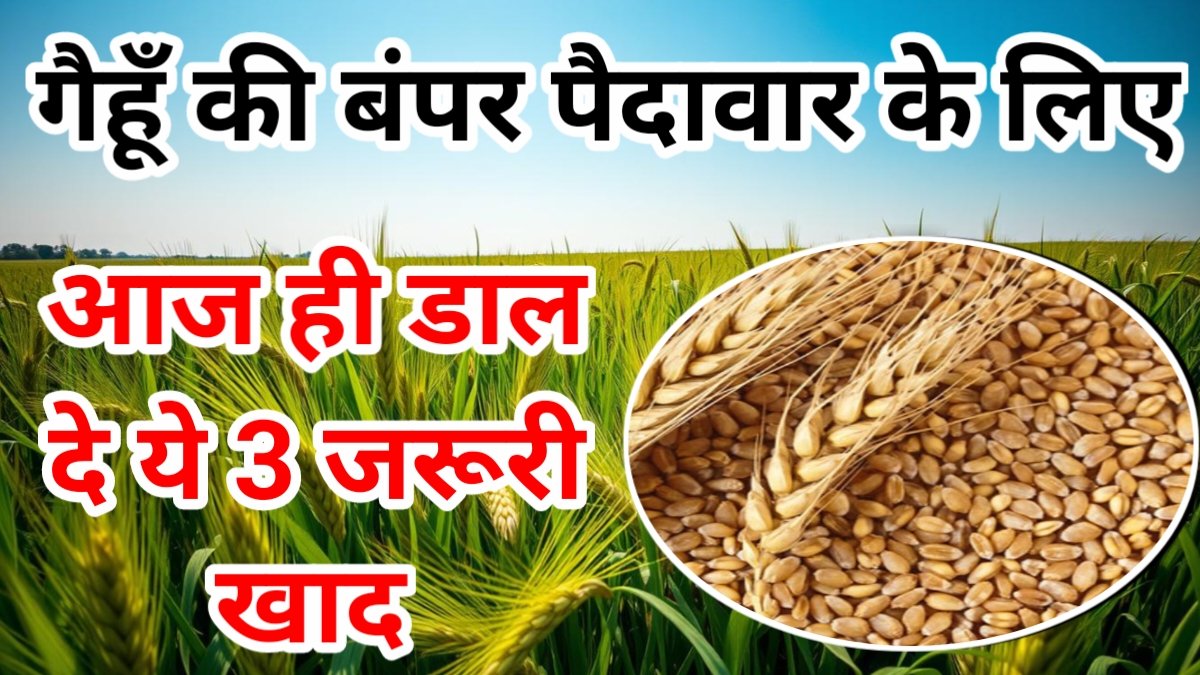 Fertliser For Wheat Crop